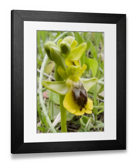 Framed Print : Crete. Greece. Europe. Orchid in bloom. (Ophrys sicula) Framed Print : Crete. Greece. Europe. Orchid in bloom. (Ophrys sicula)
