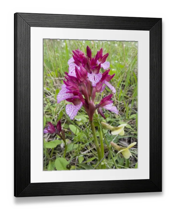 Framed Print : Crete. Greece. Europe. Butterfly orchid in bloom. (Orchis papilionacea) Framed Print : Crete. Greece. Europe. Butterfly orchid in bloom. (Orchis papilionacea)