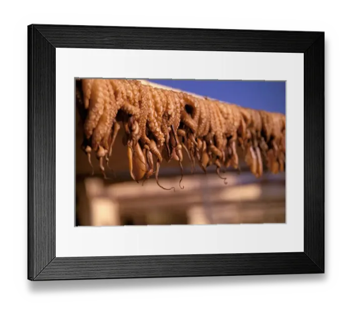 Framed Print : Europe, Greece, Cyclades Islands, Paros Island, Naoussa. Octopus drying Framed Print : Europe, Greece, Cyclades Islands, Paros Island, Naoussa. Octopus drying