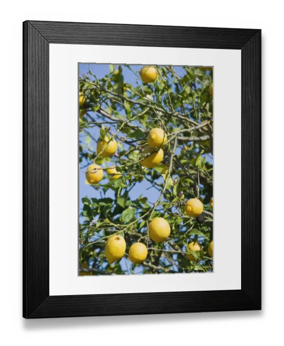Framed Print : GREECE-Ionian Islands-ZAKYNTHOS-GERAKARI: Lemons Framed Print : GREECE-Ionian Islands-ZAKYNTHOS-GERAKARI: Lemons