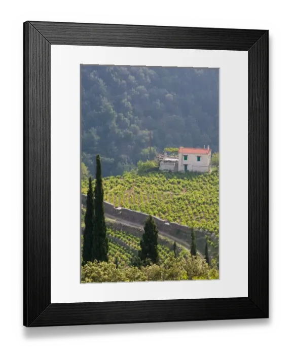 Framed Print : GREECE-Northeastern Aegean Islands-SAMOS-Manolates: Hillside Vineyard