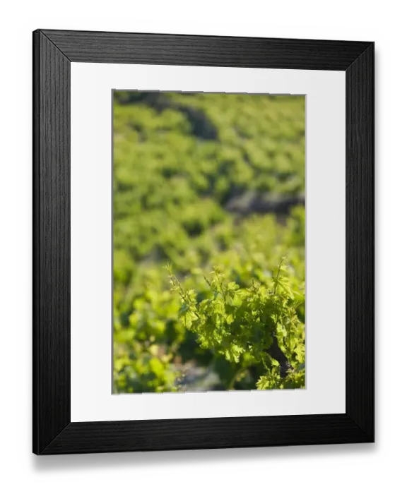 Framed Print : GREECE-Northeastern Aegean Islands-SAMOS-Vourliotes: Vineyard