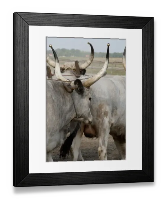 Framed Print : Hungary, Kalocsa. Traditional Hungarian ranch. Hungarian grey cattle, unique local breed Framed Print : Hungary, Kalocsa. Traditional Hungarian ranch. Hungarian grey cattle, unique local breed