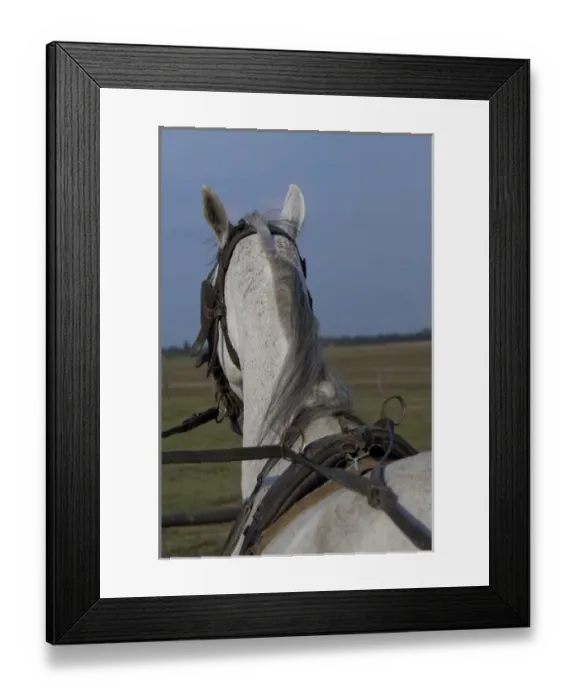 Framed Print : Hungary, Kalocsa, Puszta region. Traditional Hungarian horse ranch Bakodpuszta Equesdtrian Center Framed Print : Hungary, Kalocsa, Puszta region. Traditional Hungarian horse ranch Bakodpuszta Equesdtrian Center