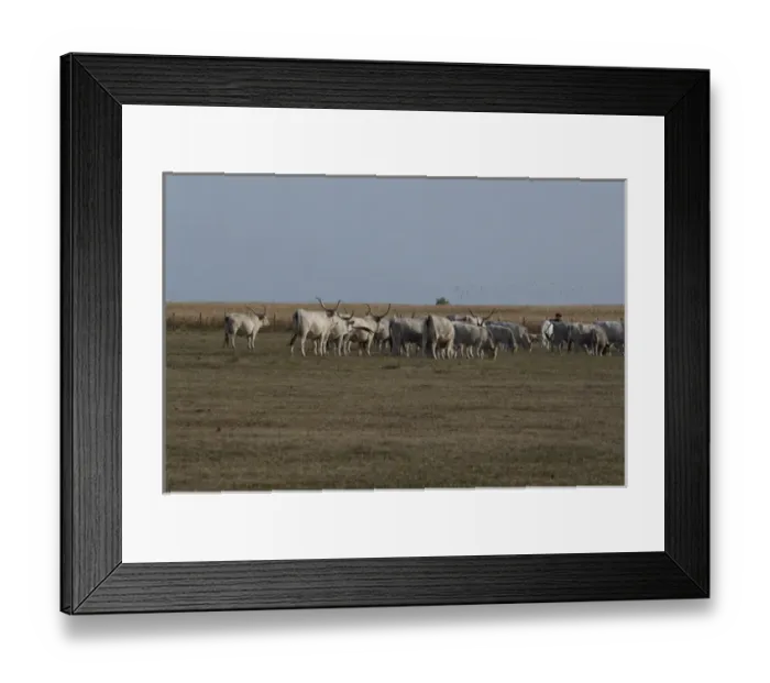 Framed Print : Hungary, Kalocsa, Puszta region. Traditional Hungarian ranch. Historic breed of local