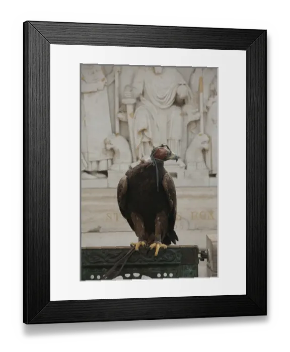 Framed Print : Hungary, Budapest. Buda, Castle Hill, Fishermens Bastion, falconry demonstration