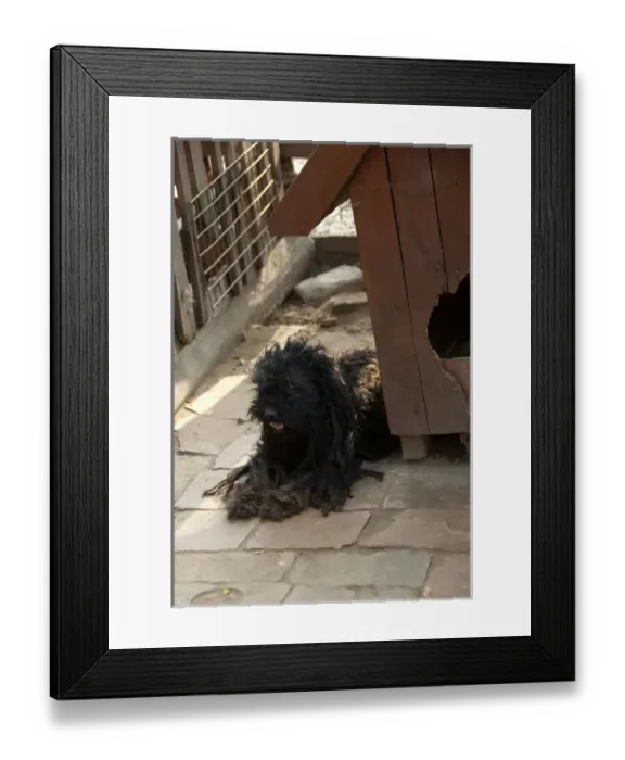 Framed Print : Hungary, Budapest, Lazsr Lovaspark. Puli, Hungarian Sheepdogs, traditional curly Framed Print : Hungary, Budapest, Lazsr Lovaspark. Puli, Hungarian Sheepdogs, traditional curly