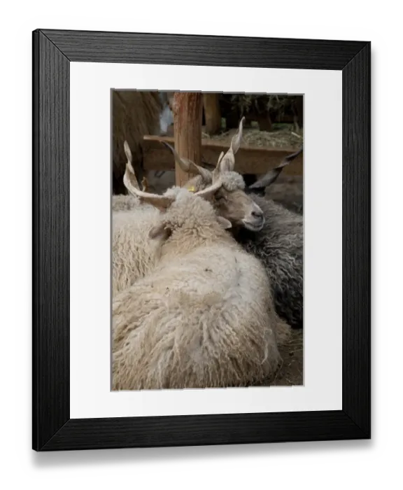 Framed Print : Hungary, Budapest, Lazsr Lovaspark. Hungarian Racka sheep, historic breed dating Framed Print : Hungary, Budapest, Lazsr Lovaspark. Hungarian Racka sheep, historic breed dating