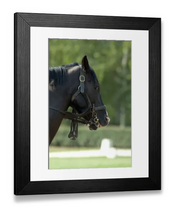 Framed Print : Hungary, Budapest, Lazsr Lovaspark, home to famous Hungarian cowboy horse show. Hungarian Framed Print : Hungary, Budapest, Lazsr Lovaspark, home to famous Hungarian cowboy horse show. Hungarian