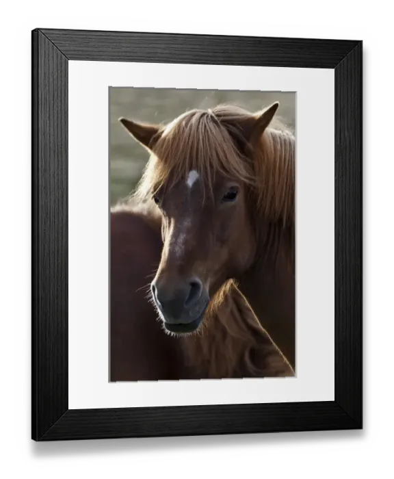 Framed Print : Icelandic horse, Iceland Framed Print : Icelandic horse, Iceland