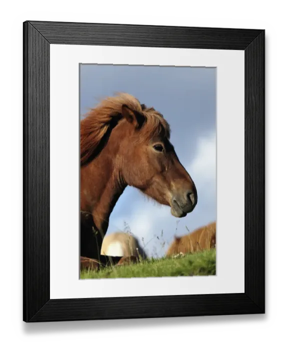 Framed Print : Icelandic horse resting, Iceland
