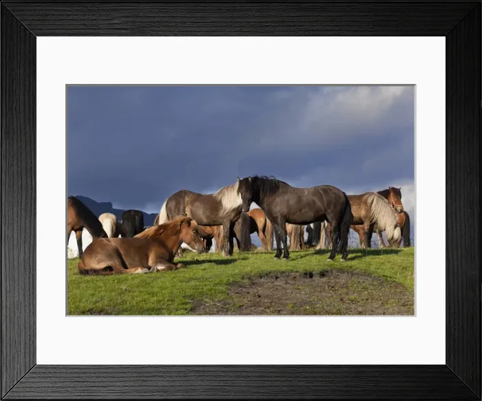 Framed Print : Icelandic horse, Iceland Framed Print : Icelandic horse, Iceland