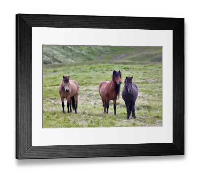 Framed Print : Icelandic horses, Iceland