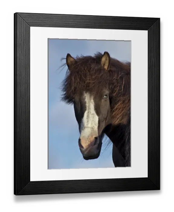 Framed Print : Icelandic horse, Iceland
