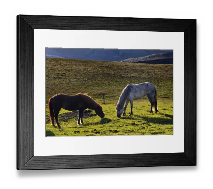 Framed Print : Icelandic horse, Iceland Framed Print : Icelandic horse, Iceland