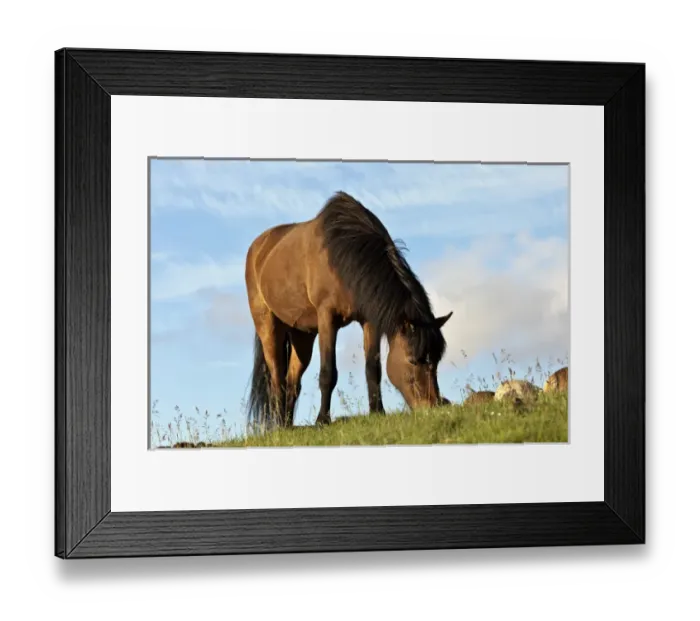 Framed Print : Icelandic horse, Iceland
