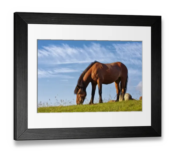 Framed Print : Icelandic horse, Iceland