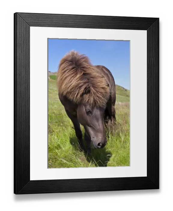 Framed Print : Icelandic horse Framed Print : Icelandic horse