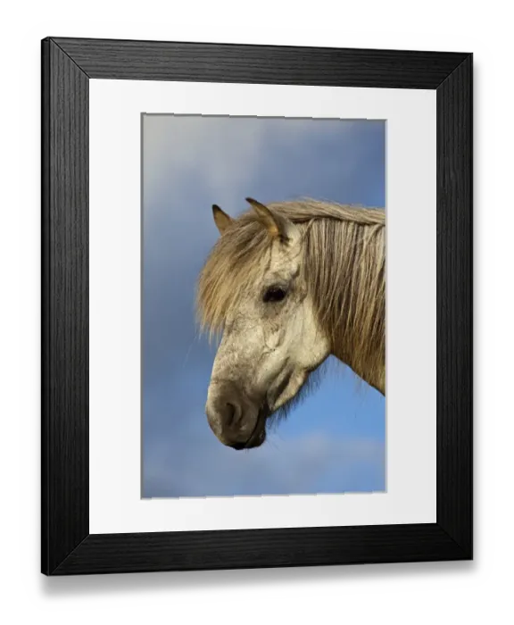 Framed Print : Icelandic horse, Iceland Framed Print : Icelandic horse, Iceland
