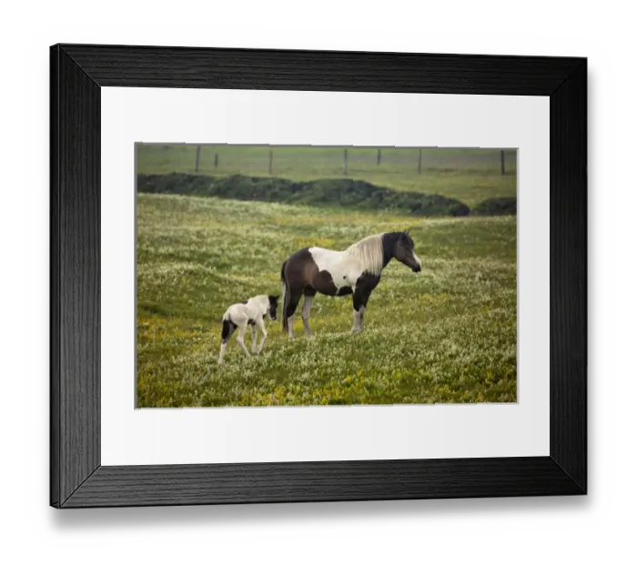Framed Print : Icelandic horse, Iceland Framed Print : Icelandic horse, Iceland