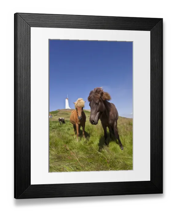 Framed Print : Icelandic horse Framed Print : Icelandic horse