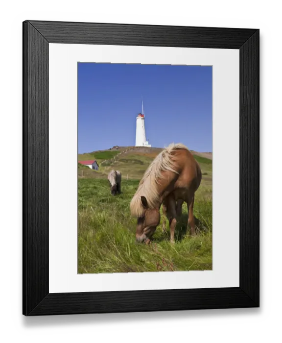 Framed Print : Icelandic horse Framed Print : Icelandic horse