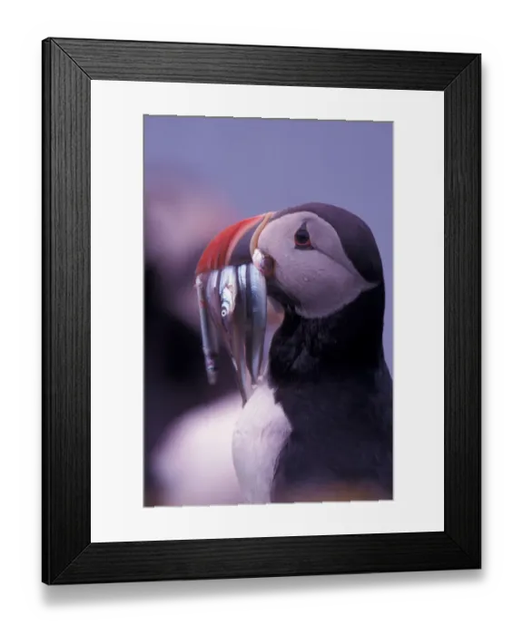 Framed Print : Europe, Iceland, Atlantic puffin (Fratercula arctica)