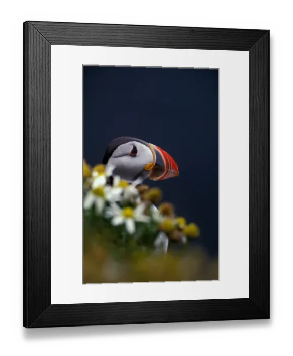 Framed Print : Europe, Iceland, Atlantic Puffin (Fratercula arctica) Framed Print : Europe, Iceland, Atlantic Puffin (Fratercula arctica)