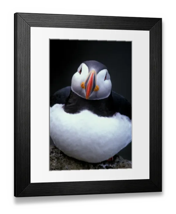 Framed Print : Europe, Iceland, Atlantic Puffin (Fratercula arctica) Framed Print : Europe, Iceland, Atlantic Puffin (Fratercula arctica)