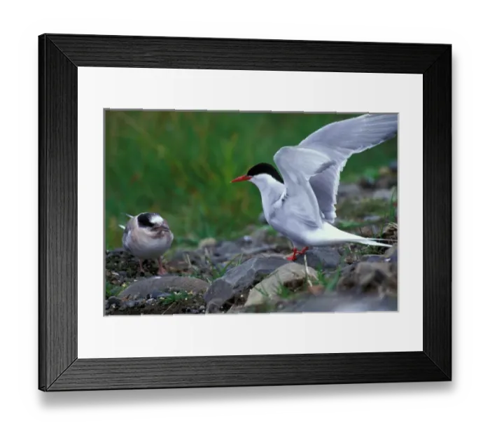 Framed Print : Europe, Iceland, Arctic tern (Sterna paradisaea)