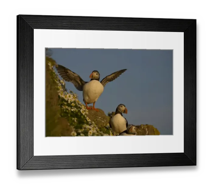 Framed Print : Europe, Iceland, Latrabjarg. Atlantic puffin posing on rocky cliff next to sea mayweed flowers