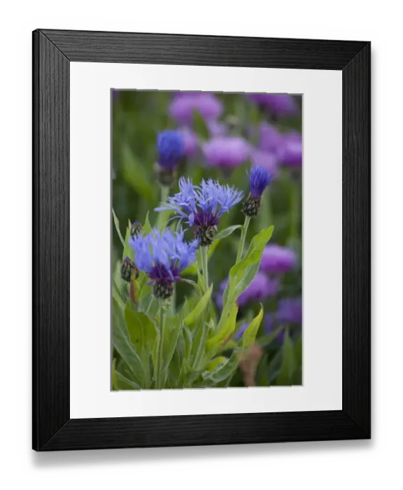 Framed Print : ICELAND21210_JUL2009_BARTRUFF. CR2-Summer blooms in Icelandic home garden Framed Print : ICELAND21210_JUL2009_BARTRUFF. CR2-Summer blooms in Icelandic home garden