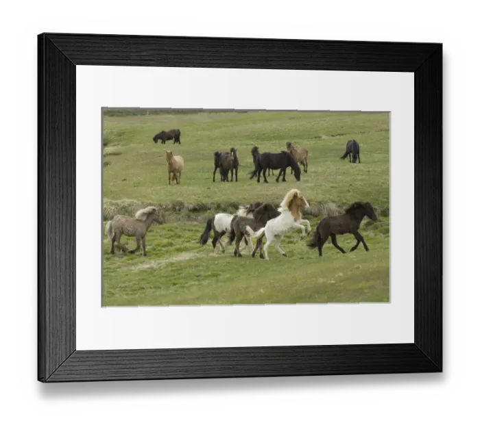 Framed Print : Icelandic horses, Lagarfljot lake, Egilstadir, Iceland Framed Print : Icelandic horses, Lagarfljot lake, Egilstadir, Iceland