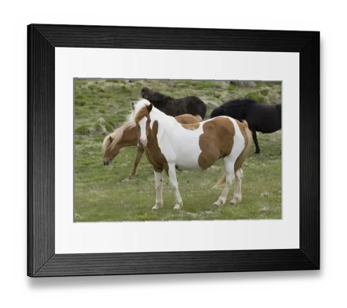Framed Print : Icelandic horses, Lagarfljot lake, Egilstadir, Iceland Framed Print : Icelandic horses, Lagarfljot lake, Egilstadir, Iceland