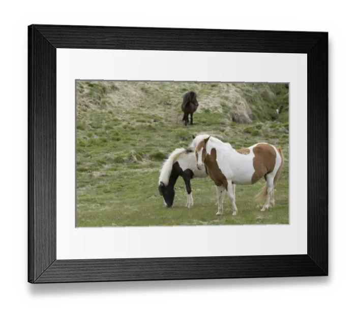 Framed Print : Icelandic horses, Lagarfljot lake, Egilstadir, Iceland