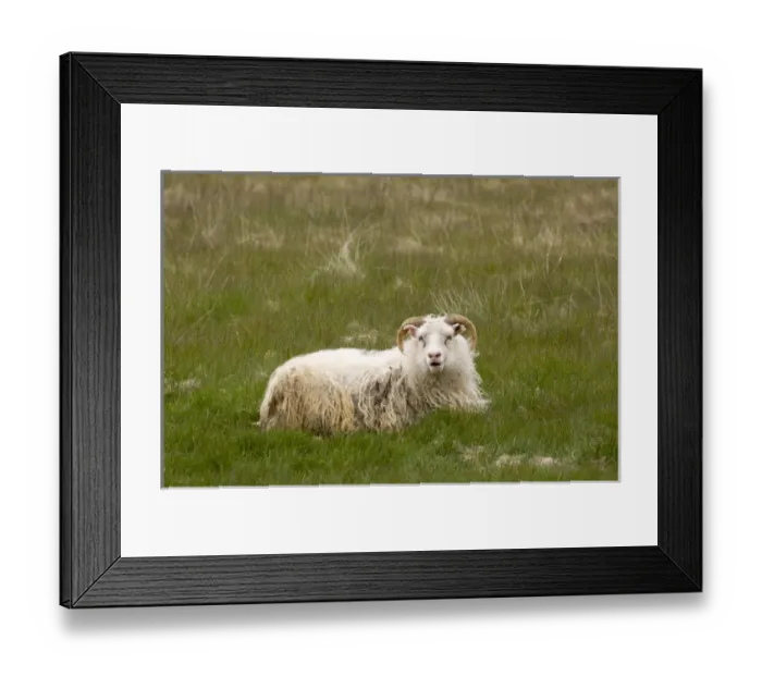 Framed Print : Icelandic Sheep, South coast near Hofn, Iceland Framed Print : Icelandic Sheep, South coast near Hofn, Iceland