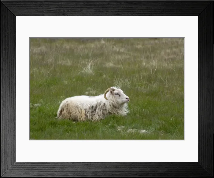 Framed Print : Icelandic Sheep, South coast near Hofn, Iceland Framed Print : Icelandic Sheep, South coast near Hofn, Iceland