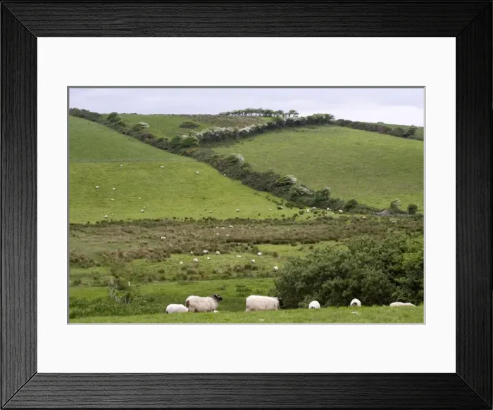 Framed Print : Europe, Ireland, County Mayo, Westport. Sheep in the Irish countryside. Credit as Framed Print : Europe, Ireland, County Mayo, Westport. Sheep in the Irish countryside. Credit as