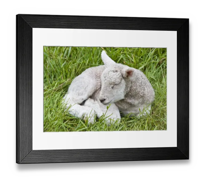 Framed Print : Ireland, County Clare. Sleeping newborn lamb