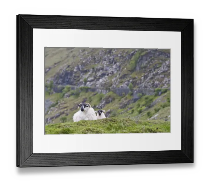 Framed Print : Ireland, County Mayo. Sheep resting in rocky pastures Framed Print : Ireland, County Mayo. Sheep resting in rocky pastures