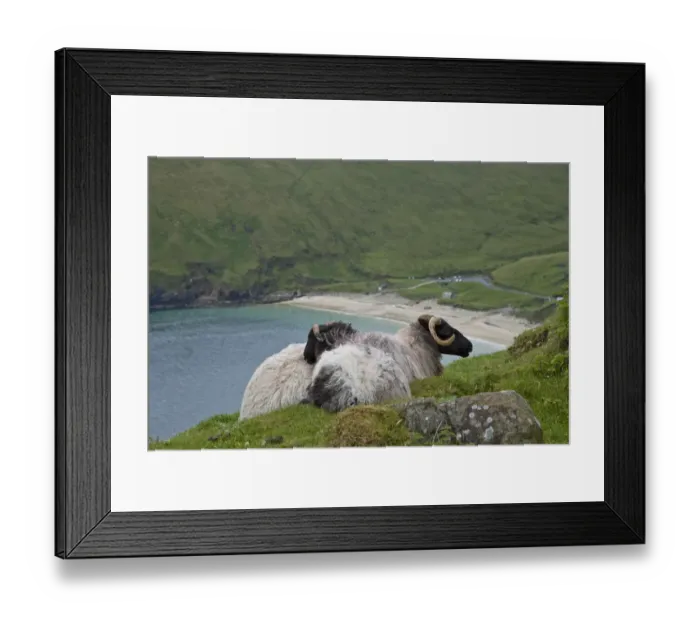 Framed Print : Ireland, Achill Island. Sheep rest atop the steep hills above Keem Bay