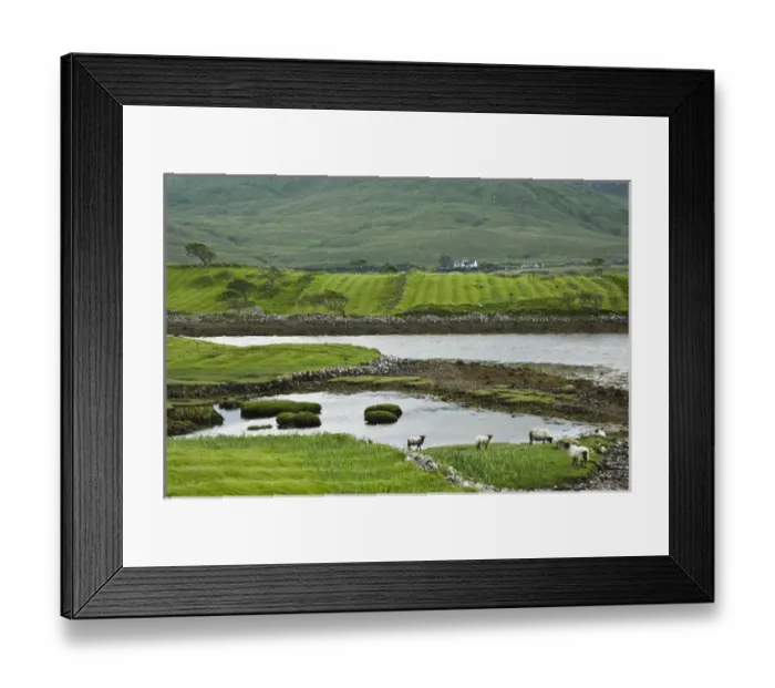 Framed Print : Ireland, Claggan. Remnants of the potato fields are evident in fields now grazed by sheep Framed Print : Ireland, Claggan. Remnants of the potato fields are evident in fields now grazed by sheep