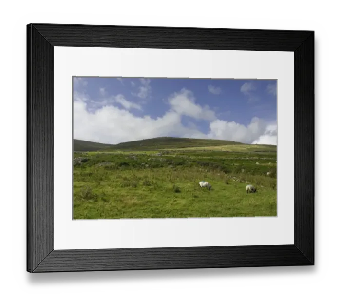 Framed Print : IRELAND, Kerry, Dingle Peninsula. Sheep