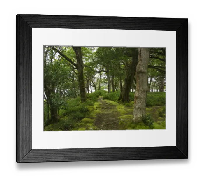 Framed Print : IRELAND, Kerry, Killarney National Park. HIking trails near Muckross House Framed Print : IRELAND, Kerry, Killarney National Park. HIking trails near Muckross House