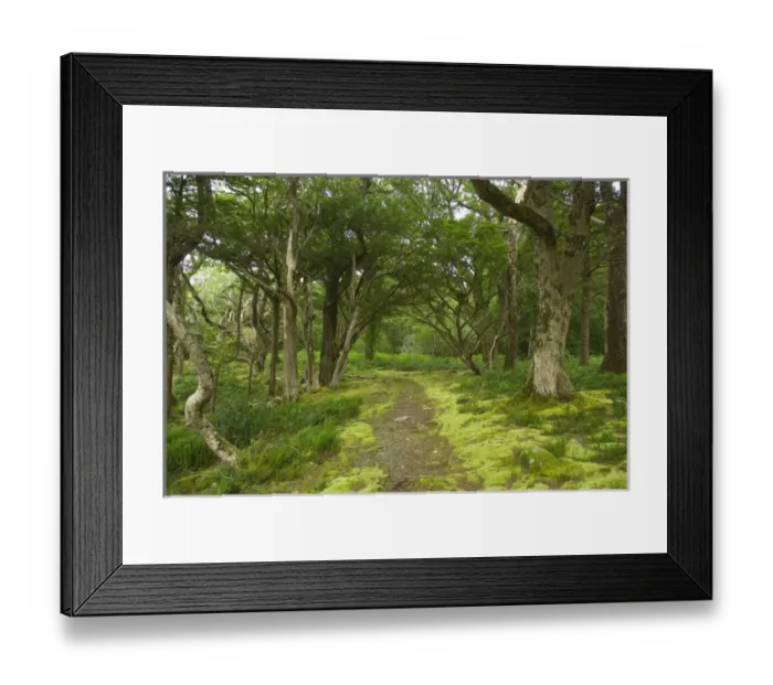 Framed Print : IRELAND, Kerry, Killarney National Park. hiking trails near Muckross House Framed Print : IRELAND, Kerry, Killarney National Park. hiking trails near Muckross House