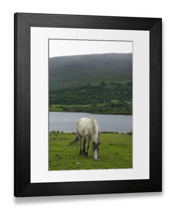 Framed Print : IRELAND, Kerry, near Killarney. Horse near Guitane Lough Framed Print : IRELAND, Kerry, near Killarney. Horse near Guitane Lough