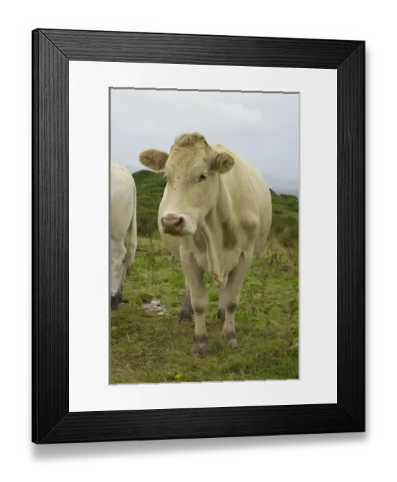 Framed Print : IRELAND, Kerry, Ring of Kerry. Cows in the rain Framed Print : IRELAND, Kerry, Ring of Kerry. Cows in the rain