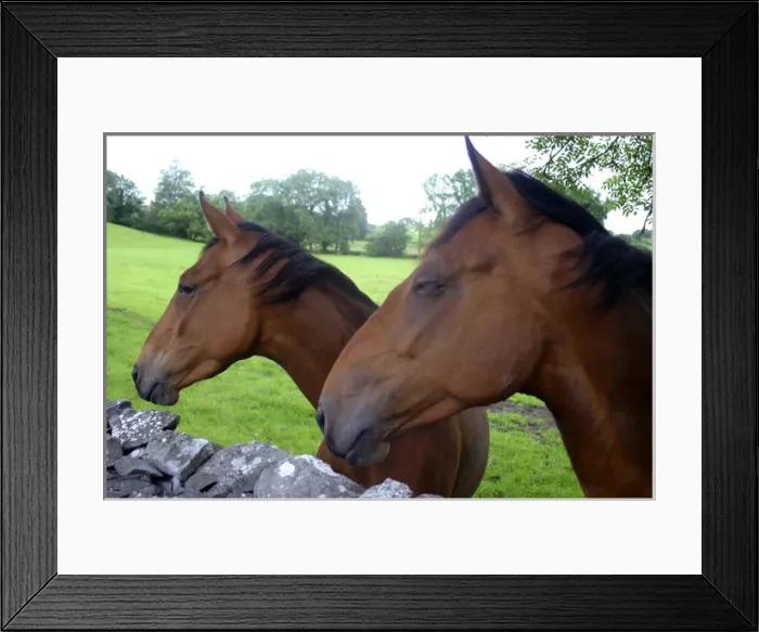 Framed Print : Europe, Ireland. Farm horses of Ireland Framed Print : Europe, Ireland. Farm horses of Ireland