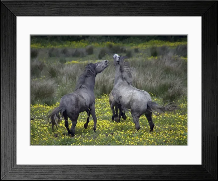 Framed Print : In Western Ireland, two horses buck and play in a bright field of yellow wildflowers