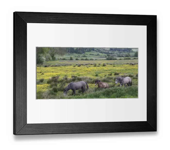 Framed Print : In Western Ireland, three horses wander in a bright field of yellow wildflowers in Framed Print : In Western Ireland, three horses wander in a bright field of yellow wildflowers in